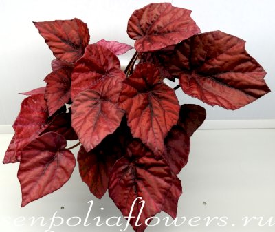 Бегония Inca Flame